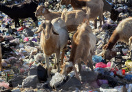 NEWS -  Palästinensische Ziegenhirten sind gezwungen, ihr Vieh mit Müll zu füttern