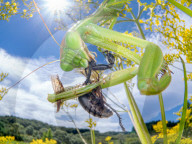 FEATURE - Das Leben der Insekten - Nahaufnahmen von Insekten in ihrem Lebensraum