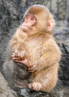 FEATURE -  Monkey Contemplating and saluting by Joanna Wan