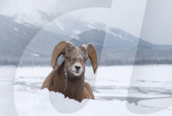 FEATURE - Snowy face of a bighorn billy