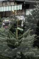Christmas Trees For Sale At Flower Market - Paris