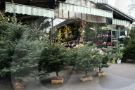 Christmas Trees For Sale At Flower Market - Paris