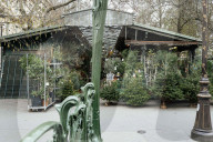 Christmas Trees For Sale At Flower Market - Paris