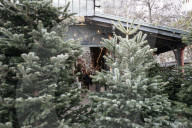 Christmas Trees For Sale At Flower Market - Paris