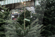 Christmas Trees For Sale At Flower Market - Paris