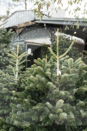 Christmas Trees For Sale At Flower Market - Paris