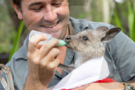 FEATURE - Weihnachtswunder: Das winzige Kängurubaby Rooster, das für tot gehalten wurde, erholt sich im Australian Reptile Park wider Erwarten