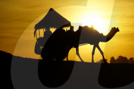 Tourists Enjoy a Camel Safari - India