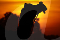 Tourists Enjoy a Camel Safari - India