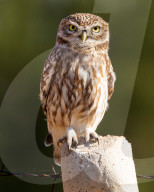 A Little Owl In Hevsel Gardens.