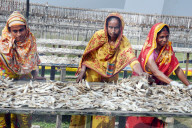 Fish Drying in Bangladesh