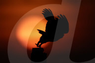 Turkey: Owl On Perch At Sunrise