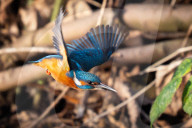 Kingfishers in London