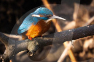 Kingfishers in London