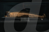 Illustration - Egypt