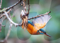 Kingfishers in London