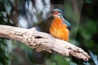 Kingfishers in London