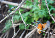 Kingfishers in London