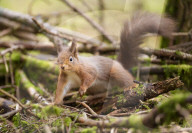 Widdale Red Squirrel Reserve