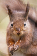 Widdale Red Squirrel Reserve