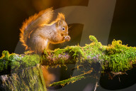 Widdale Red Squirrel Reserve