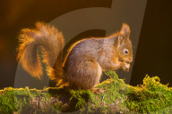 Widdale Red Squirrel Reserve