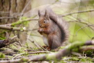 Widdale Red Squirrel Reserve