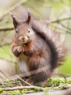 Widdale Red Squirrel Reserve