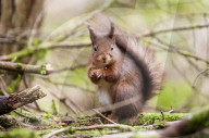 Widdale Red Squirrel Reserve