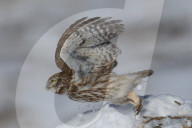 Little Owl On Snow-Covered Rock in Turkey