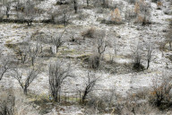 Snowfall In Kurdistan Region - Iraq