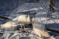 Russian Army Strikes Zoo with Guided Bomb - Kharkiv Region