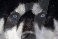 Illustration - Sled Dogs