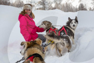 Illustration - Sled Dogs
