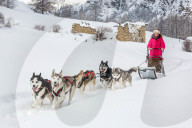 Illustration - Sled Dogs