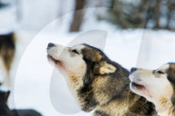 Illustration - Sled Dogs