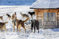Illustration - Sled Dogs