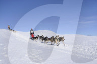 Illustration - Sled Dogs