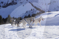 Illustration - Sled Dogs