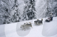 Illustration - Sled Dogs