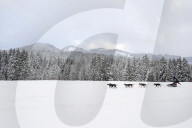 Illustration - Sled Dogs