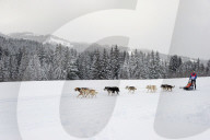 Illustration - Sled Dogs