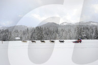 Illustration - Sled Dogs