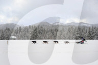 Illustration - Sled Dogs