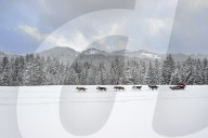 Illustration - Sled Dogs