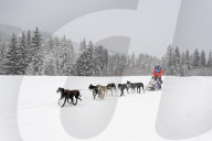 Illustration - Sled Dogs