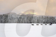 Illustration - Sled Dogs