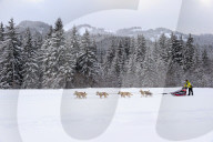 Illustration - Sled Dogs