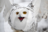 Snowy Owl In Czech Republic