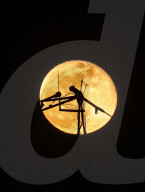 Wolf Moon Rises Over Erbil Skyline - Iraq